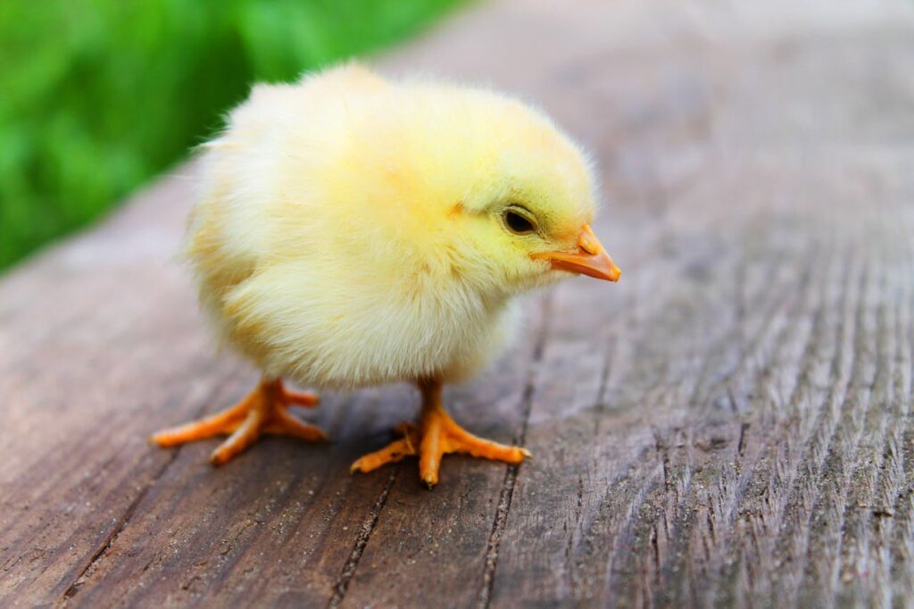 animal-easter-chick-chicken-5145 Farma Mihajlović