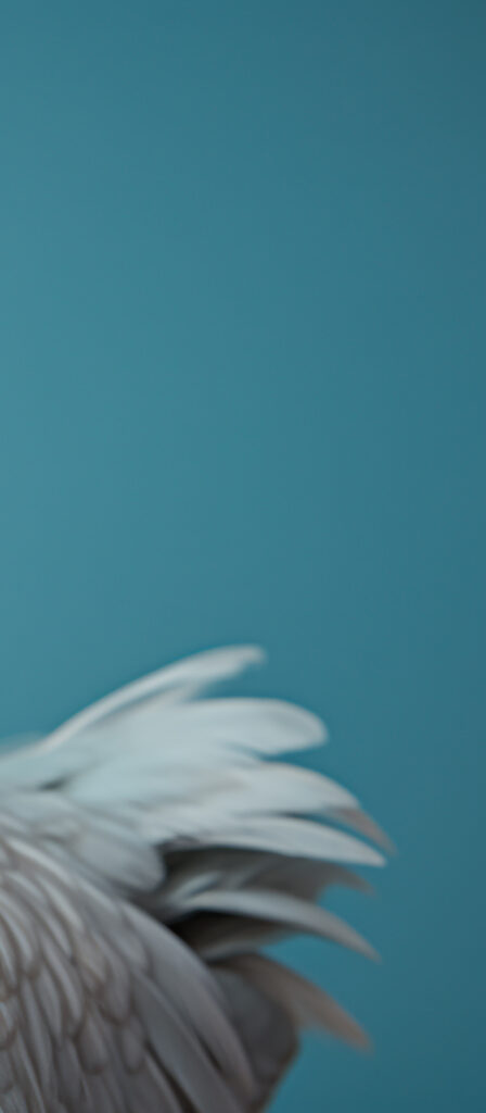 A rooster stands in a farm, looking at the camera generated by AI